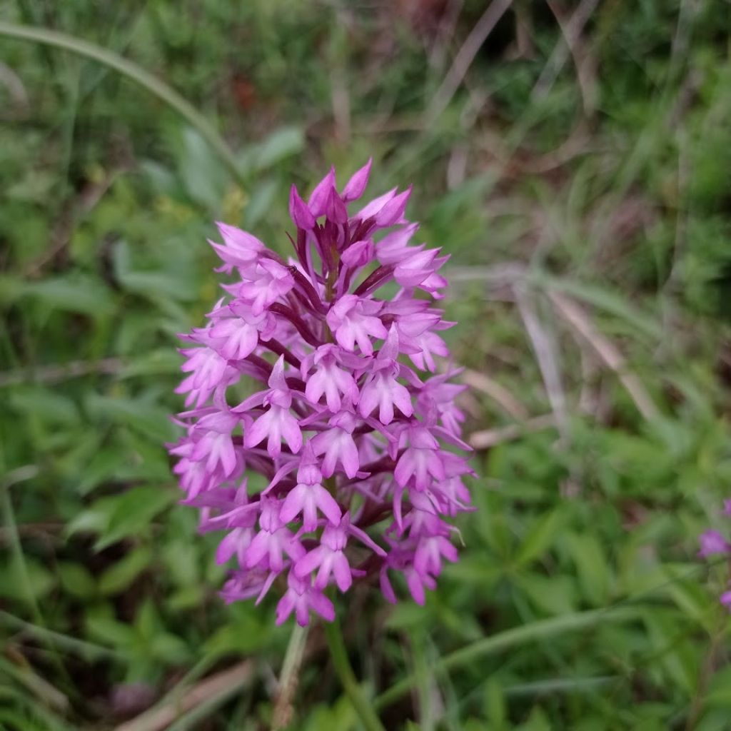 Anacamptis berica?